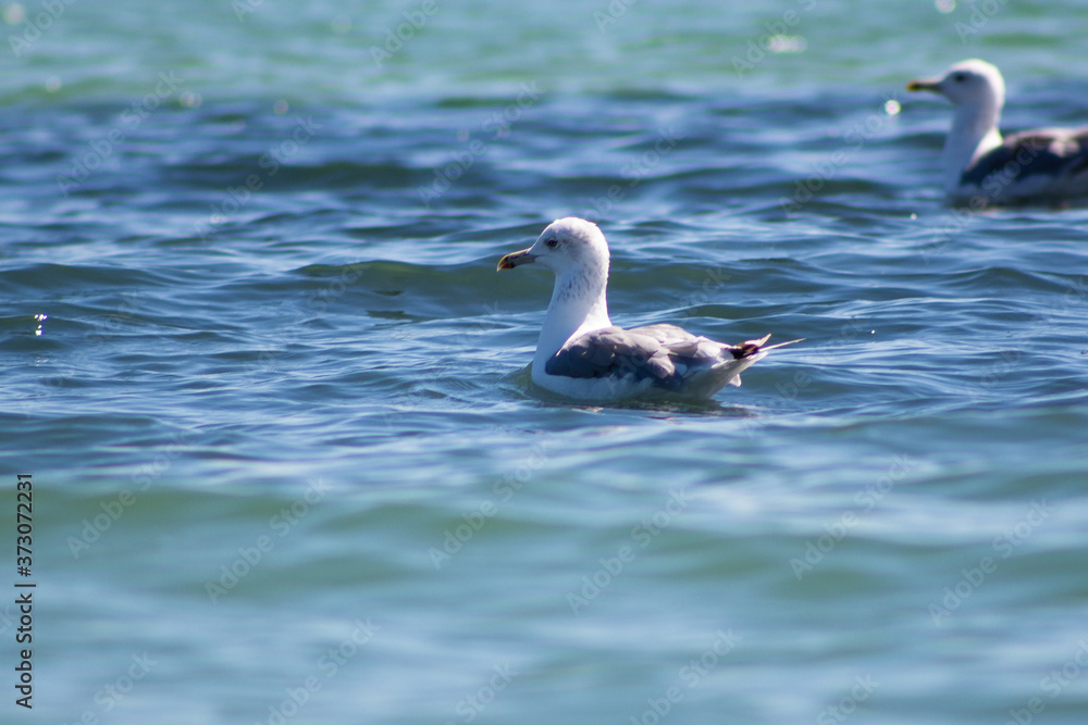 A Seagull floats on the water A Seagull floats on the water