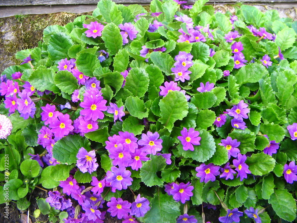 Beautiful purple flowers with leaves