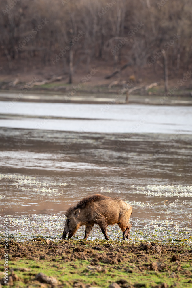 Fototapeta premium Indian boar or Andamanese or Moupin pig a subspecies of wild boar near lake water at ranthambore national park or tiger reserve rajasthan india - Sus scrofa cristatus