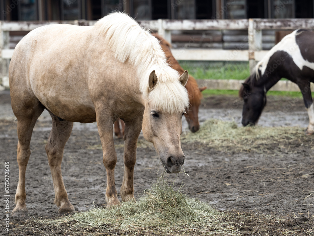 Obraz premium 馬 ポニー