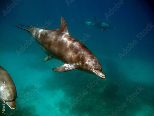 Dolphins are aquatic mammals of the cetacean infraorder  belonging either to the dolphin family.
