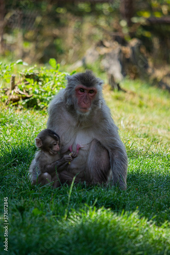 Macaque with baby