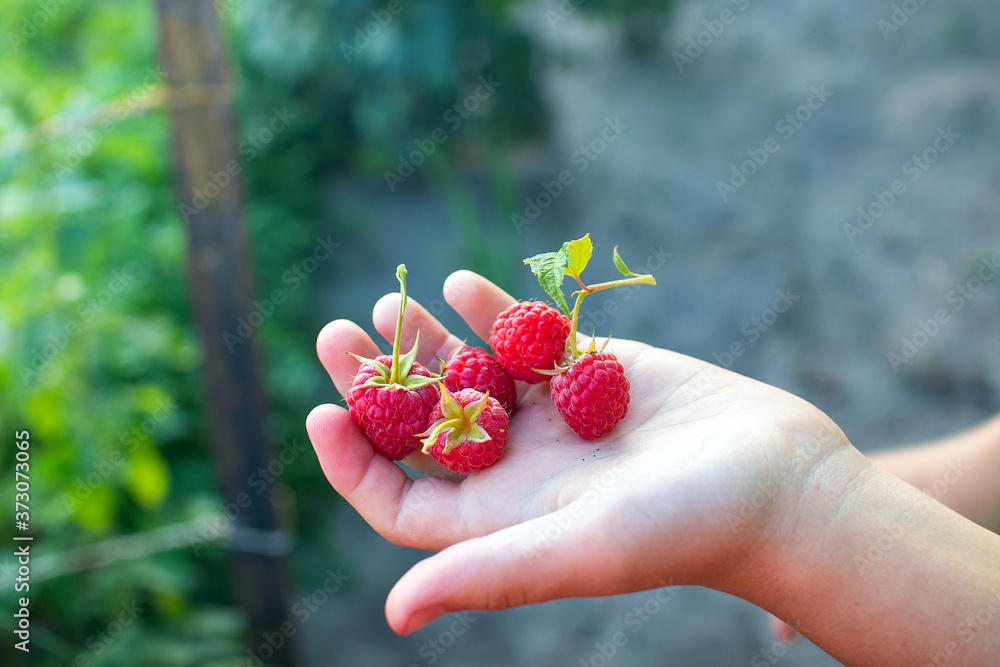 homemade red ripe raspberries on the palm for your background or design homemade red ripe raspberries on the palm for your background or design