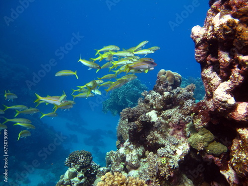 Fototapeta Naklejka Na Ścianę i Meble -  Beautiful fish on the Red Sea reef.