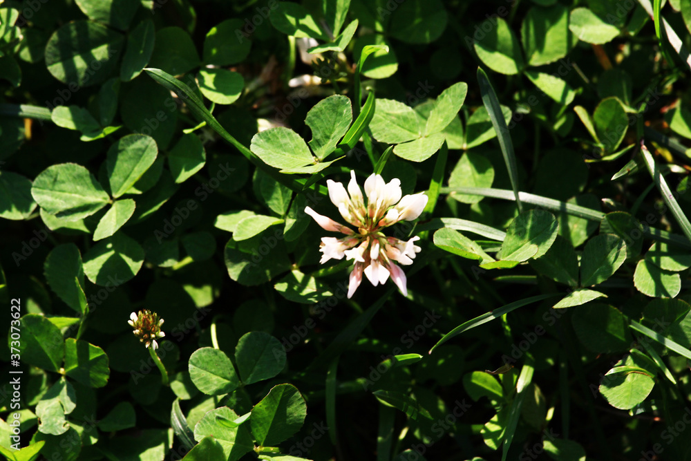 Meadow with white clover flowers. Dutch clover on lawn in spring or summer garden. Lawn carpet with white clover and green grass. Natural floral background. Blooming ecology nature landscape Meadow with white clover flowers. Dutch clover on lawn in spring or summer garden. Lawn carpet with white clover and green grass. Natural floral background. Blooming ecology nature landscape
