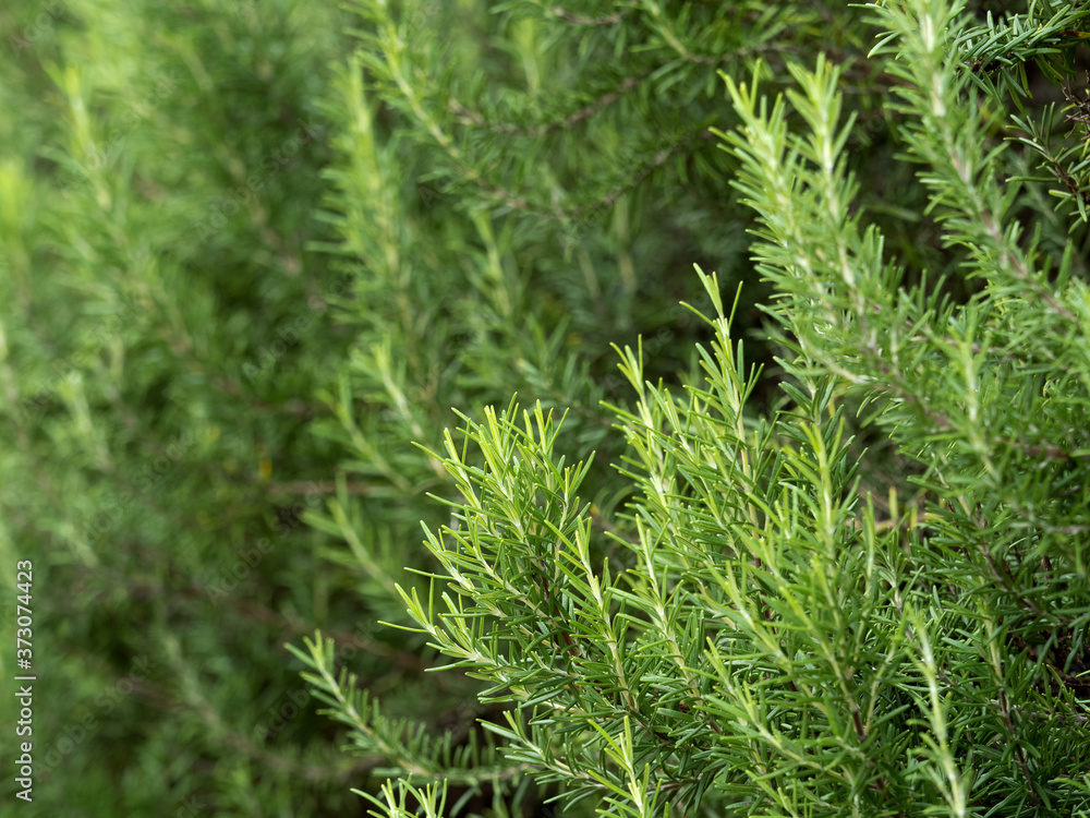 ハーブ　ローズマリー