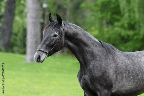Portrait of a beautiful dark gray horse on natural green summer background  head closeup