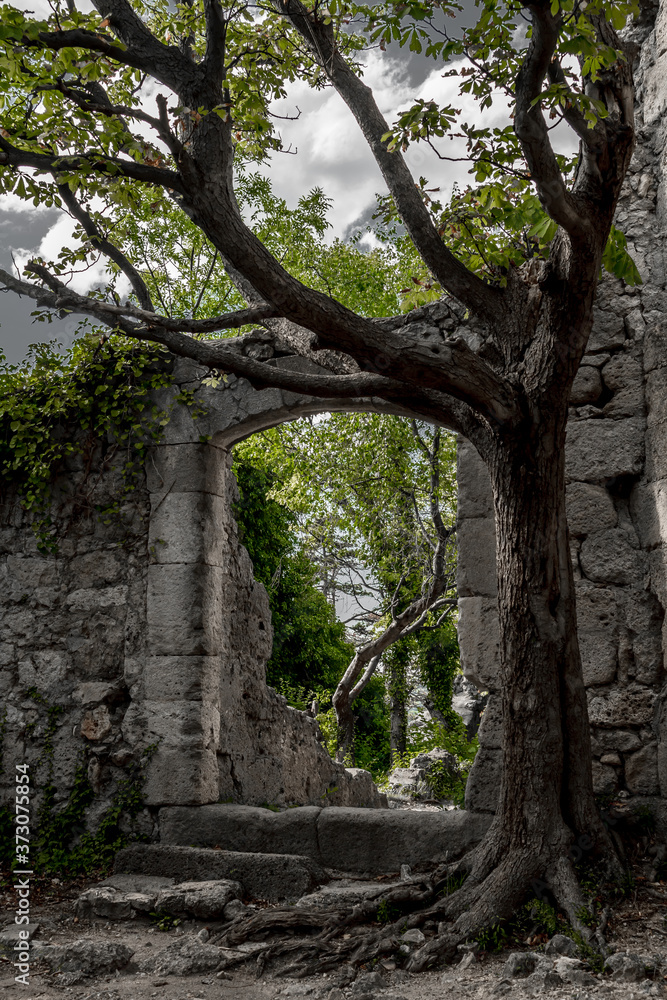 Mystic Door Of Decayed Building Overgrown By A Gnarly Tree