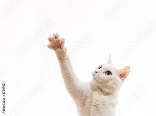 手を挙げる白猫のポートレート	