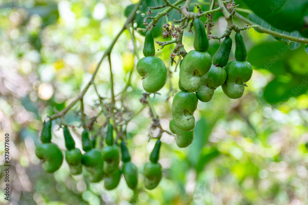 Flower and young fruit of green cashew.
Flower and young fruit of green cashew.