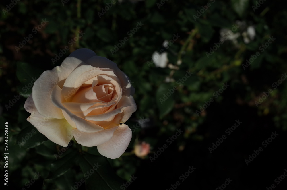 Light Cream Flower of Rose 'French Lace' in Full Bloom
Light Cream Flower of Rose 'French Lace' in Full Bloom