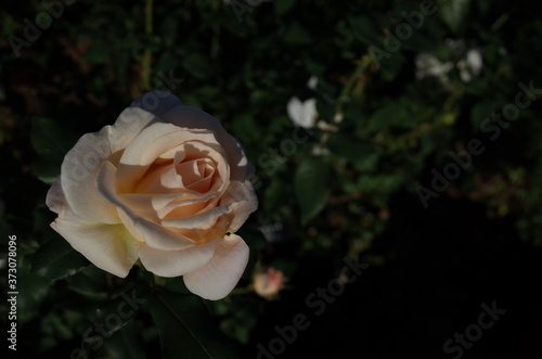 Light Cream Flower of Rose  French Lace  in Full Bloom 