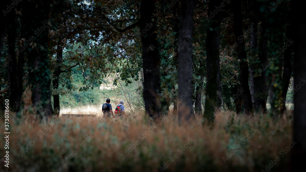 Randonneur se promenant en forêt