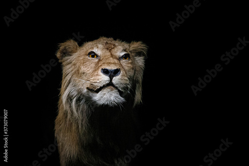 Fototapeta Naklejka Na Ścianę i Meble -  Portrait de lion dans environnement sombre