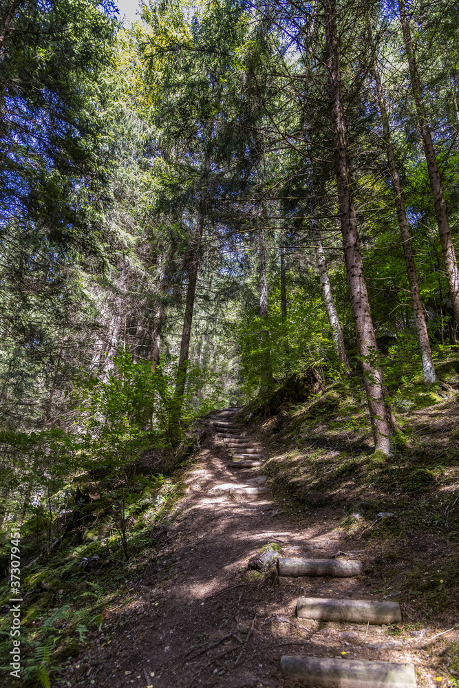 Chemin en forêt Chemin en forêt