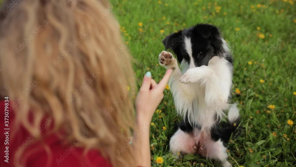 dog training on the grass outdoor. Communication with the dog owner. dog border collie play with girl dog training on the grass outdoor. Communication with the dog owner. dog border collie play with girl
