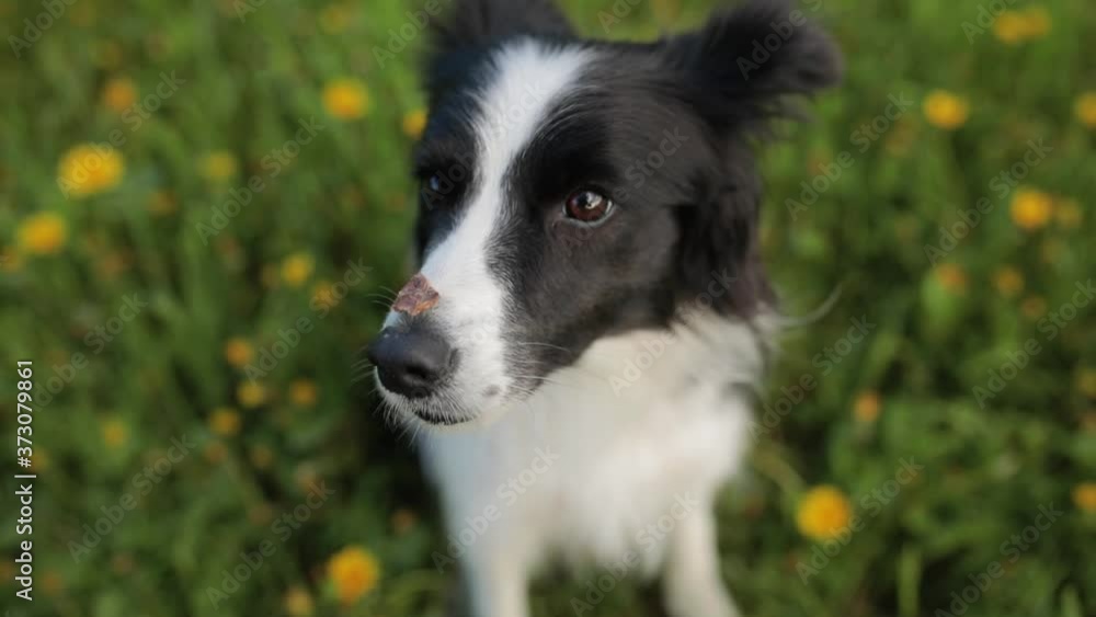 Cute Excited Border Collie with snack on Nose. Head of black and white border collie Cute Excited Border Collie with snack on Nose. Head of black and white border collie