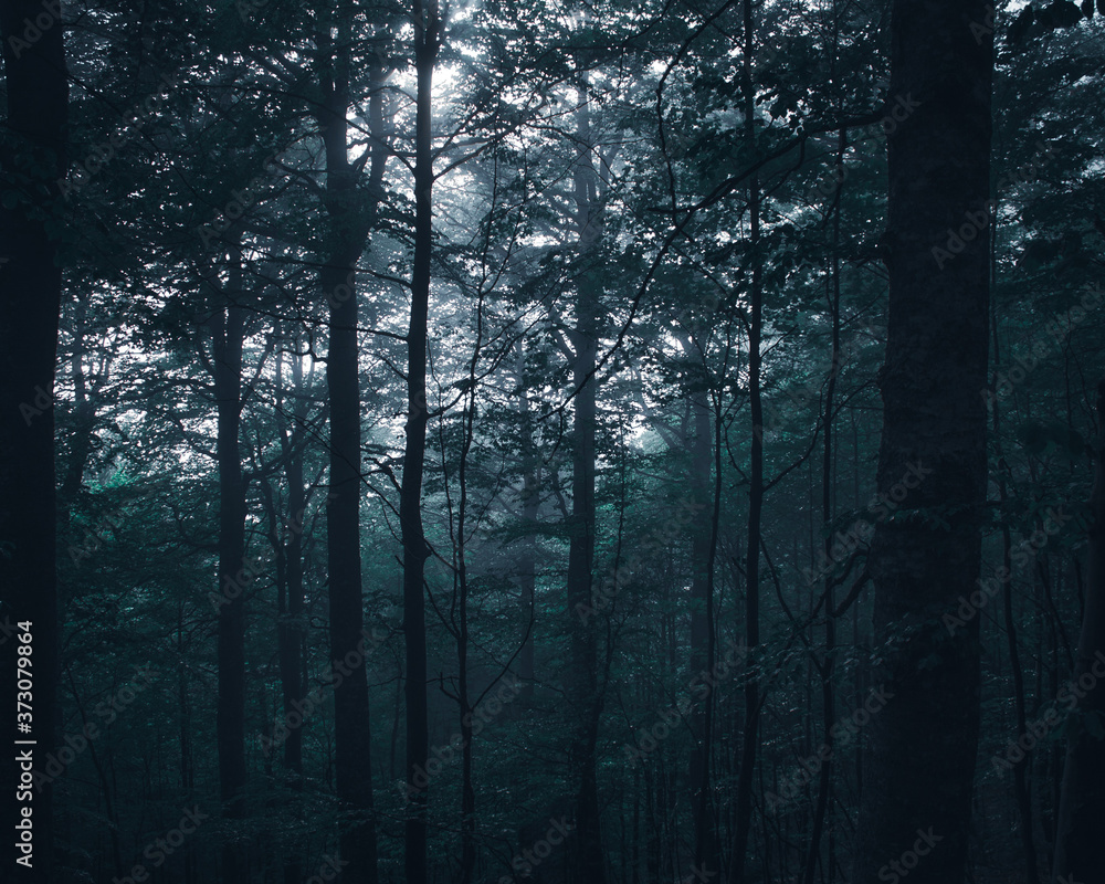 Fototapeta premium fog in the forest