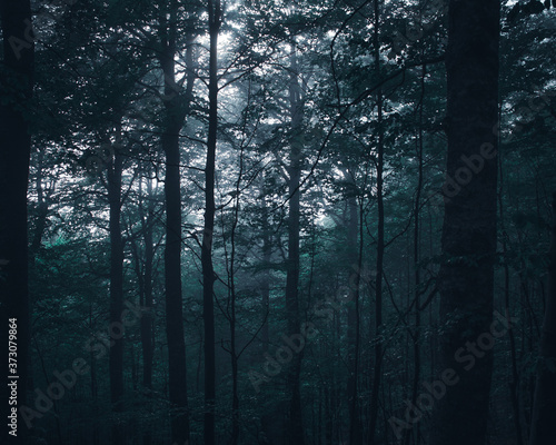 fog in the forest