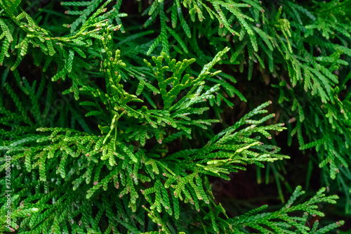 close up of a pine tree