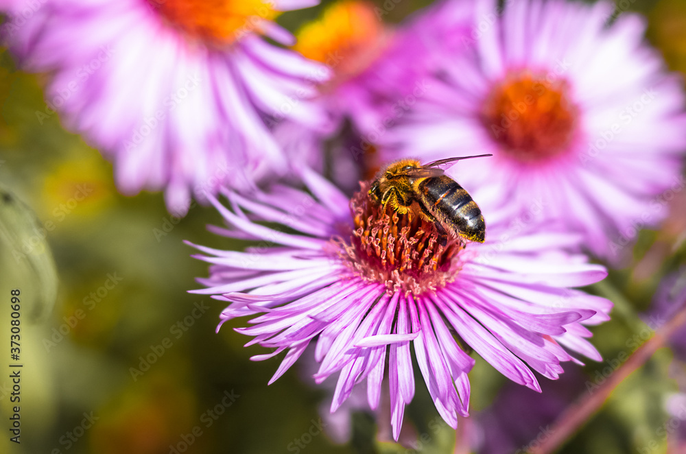 honey bee on the pink flower in close up honey bee on the pink flower in close up