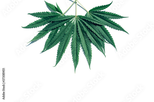 Top view of cannabis marijuana green leaves isolated on white background with copy space. Hemp leaf. Alternative treatment. Minimal concept.