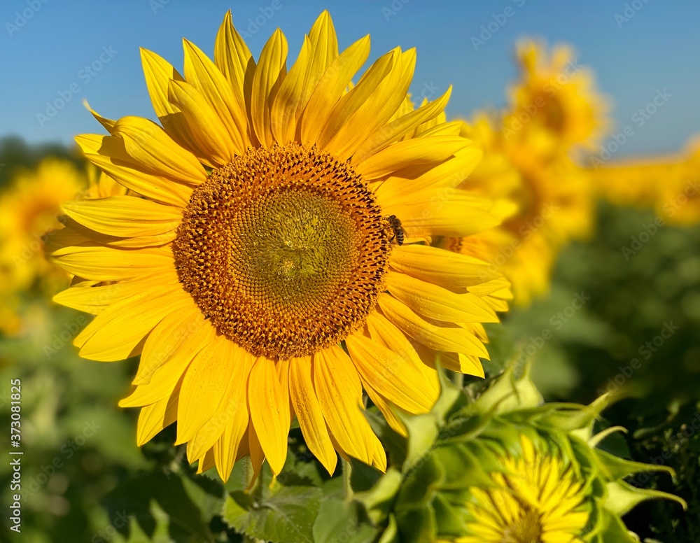 sunflower on the field sunflower on the field