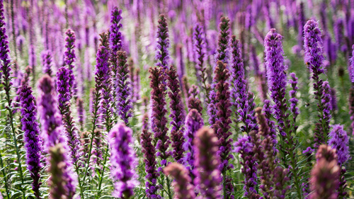 Purple flowers on the meadow