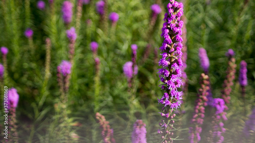 A purple flower on the meadow