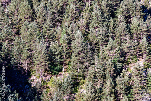 tree in forest, photo as a background , in janovas fiscal sobrarbe , huesca aragon province photo