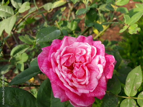 pink rose in the garden  beautiful pink color rose in garden   nature pink color rose. 