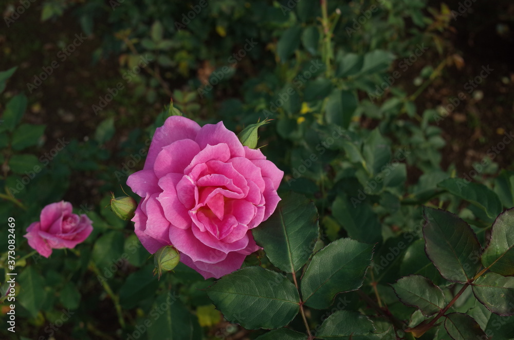 Light Pink Flower of Rose 'Frolic' in Full Bloom
Light Pink Flower of Rose 'Frolic' in Full Bloom