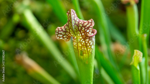 Nepenthes flower on the green background