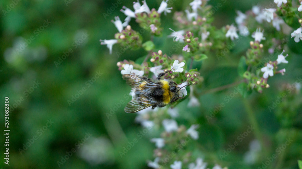 Big bumblebee sitting on the white flower on the green background Big bumblebee sitting on the white flower on the green background