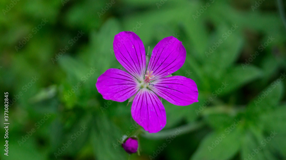 Small purple flower on the green background Small purple flower on the green background