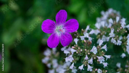 Small purple flower with the white flowers on the background