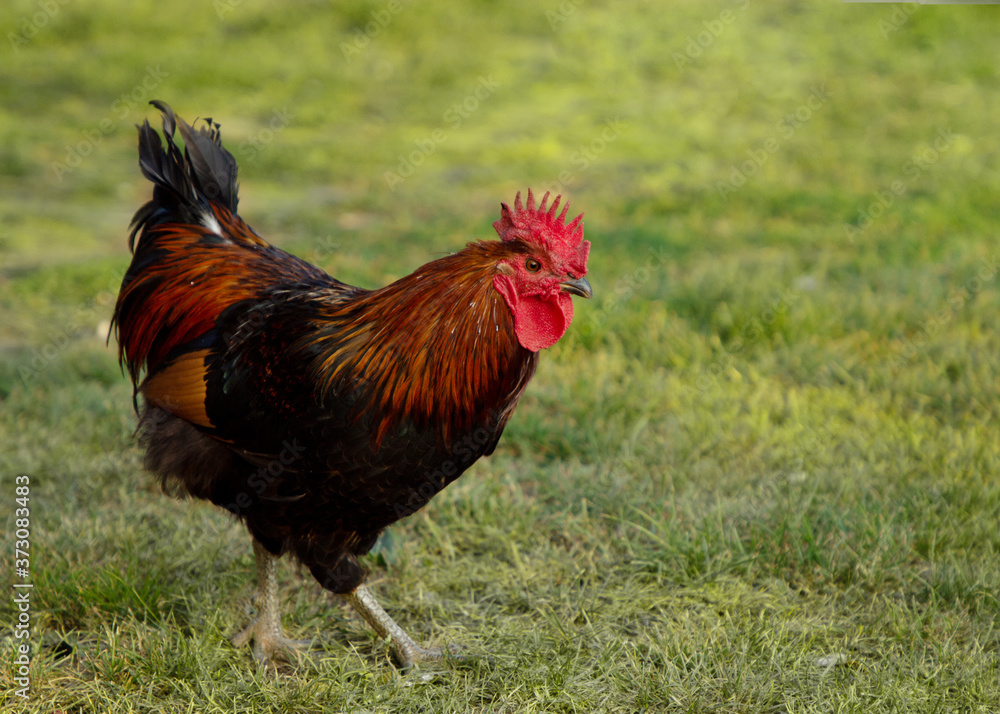 Young brightly colored rooster standing in green grass