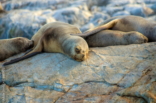 Nahaufnahme eines Seelöwen der in der Sonne auf einem Felsen liegt. Beagle Kanal - Argentinien Feuerland