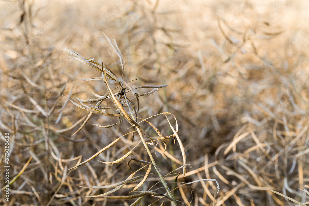 Fototapeta premium ripe rapeseed - Brassica napus