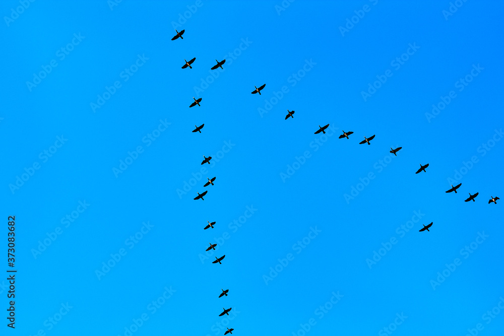 A flock of cormorant flight through the clear blue sky A flock of cormorant flight through the clear blue sky