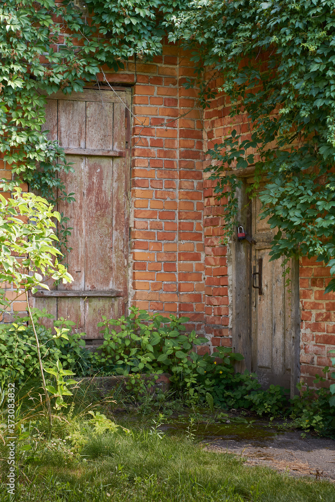 Two old doors in a brick wall. Abandoned building, walls covered with ivy. The entrance and the threshold were overgrown with grass and moss