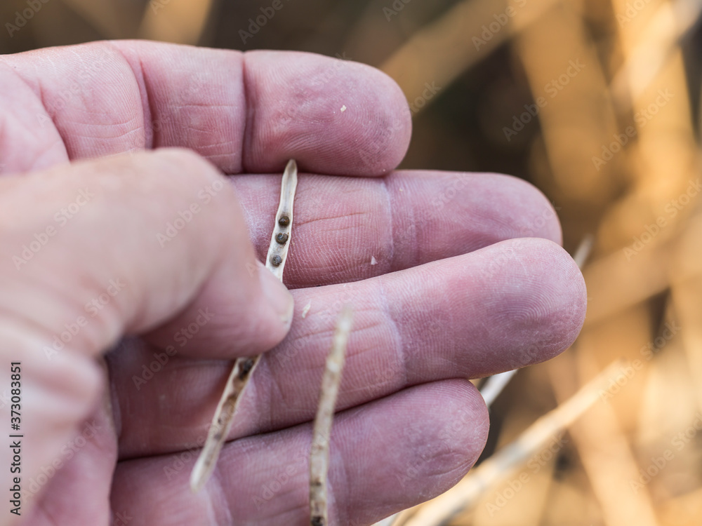 reifer raps in der hand - Brassica napus
