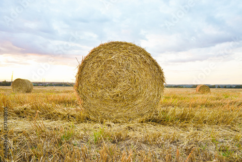 Obraz na płótnie Harvest wheat roll at field, sunset w salonie