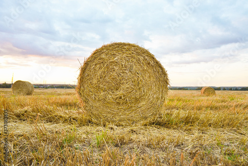 Harvest wheat roll at field, sunset