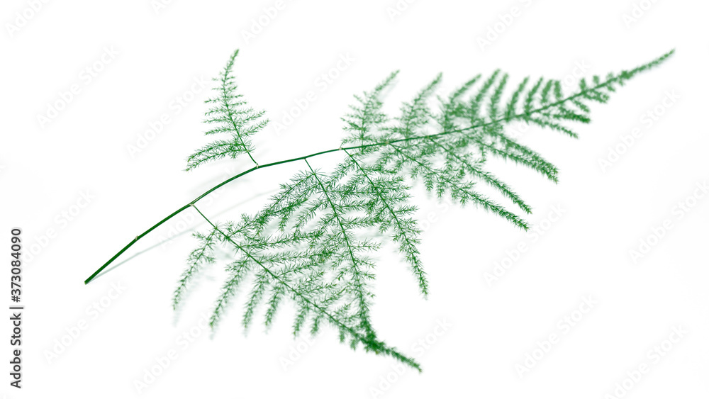 Fototapeta premium green plant leaves on white backgrounds