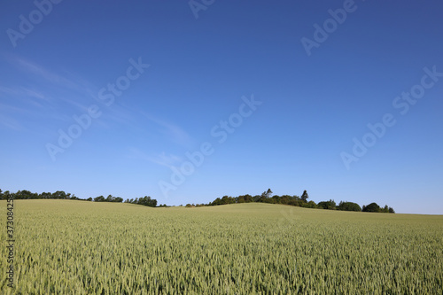 Field of wheat and blue sky
