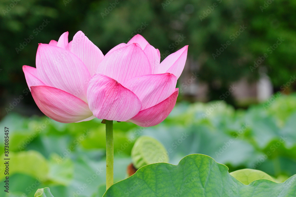 東京 上野 不忍池の美しい蓮の花　コピースペースあり（東京都） Beautiful lotus flowers at Shinobazu Pond in Ueno, Tokyo, with copy space (Tokyo, Japan)