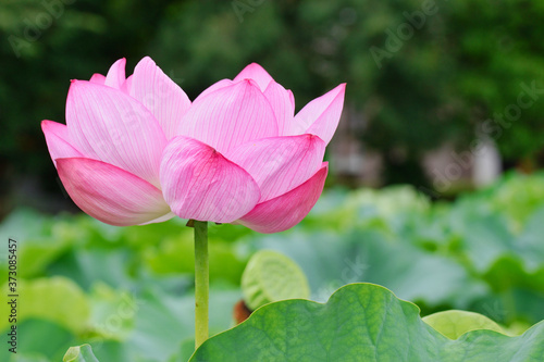 東京 上野 不忍池の美しい蓮の花 コピースペースあり（東京都） Beautiful lotus flowers at Shinobazu Pond in Ueno, Tokyo, with copy space (Tokyo, Japan)