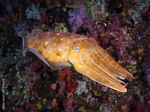 Pharaoh cuttlefish swimming in the coral reef photo