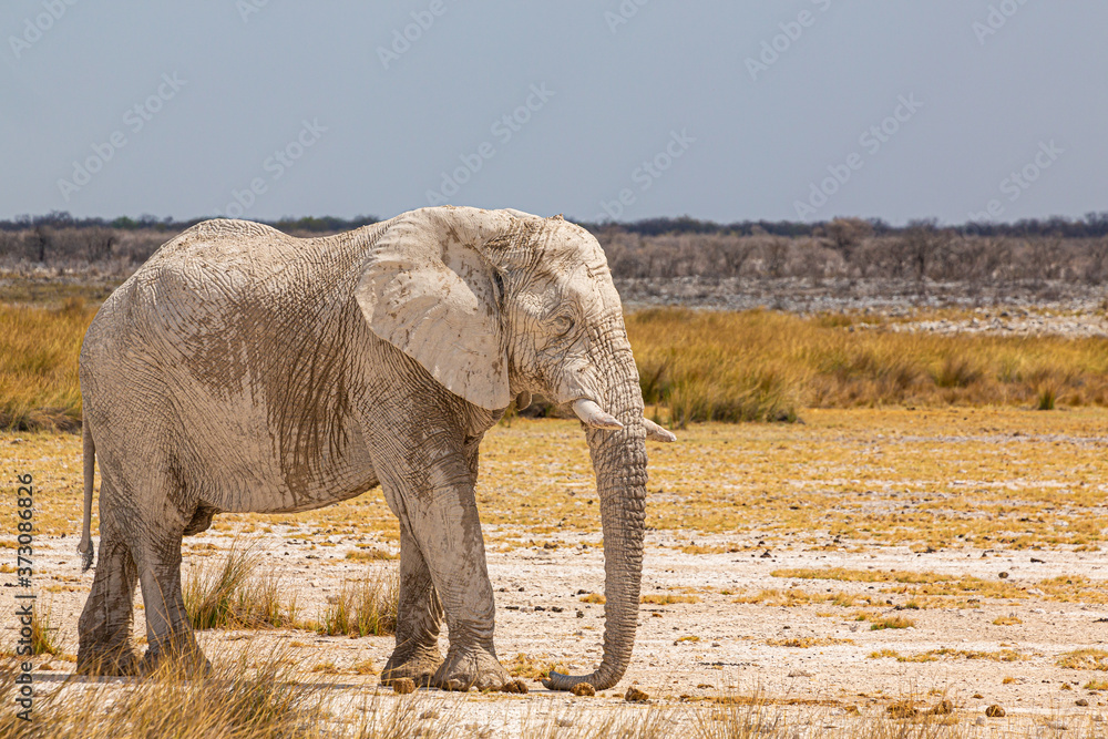 Fototapeta premium Elephant walking in the african wilderness